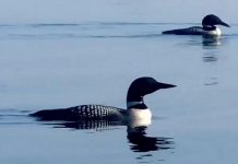 A screenshot from a video of a loon family (mom, dad, and two chicks) by Linda Kassi that was our top Instagram post in August 2021 with more than 20,000 impressions and more than 7,500 views. (Video: Linda Kassi @kawartha_kaptures / Instagram)