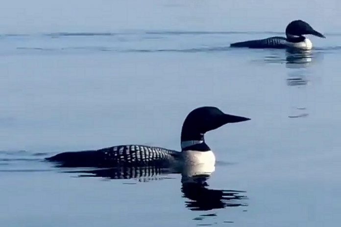 A screenshot from a video of a loon family (mom, dad, and two chicks) by Linda Kassi that was our top Instagram post in August 2021 with more than 20,000 impressions and more than 7,500 views. (Video: Linda Kassi @kawartha_kaptures / Instagram)
