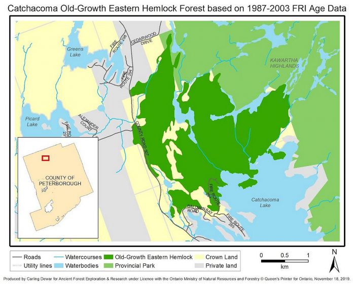 Old-growth eastern hemlock in the Catchacoma Forest, located north of Catchacoma Lake in Peterborough County beside Kawartha Highlands Provincial Park. (Map: Ancient Forest Exploration & Research)