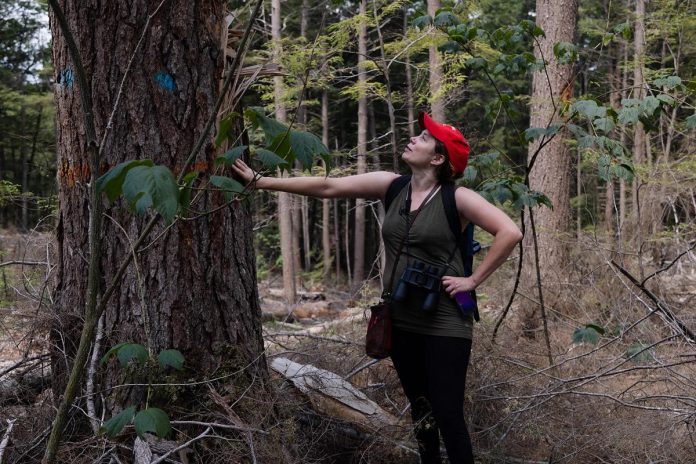 Katie Krelove, an Ontario campaigner for the BC-based Wilderness Committee, examines an eastern hemlock tree in the Catchacoma Forest in northern Peterborough County.  The Bancroft Minden Forest Company holds the sustainable forest license to manage the Crown Land within the area, and is responsible for developing a 10-year forest management plan that is ultimately approved by the Ministry of Northern Development, Mines, Natural Resources and Forestry. (Photo courtesy of Mitch Bowmile)