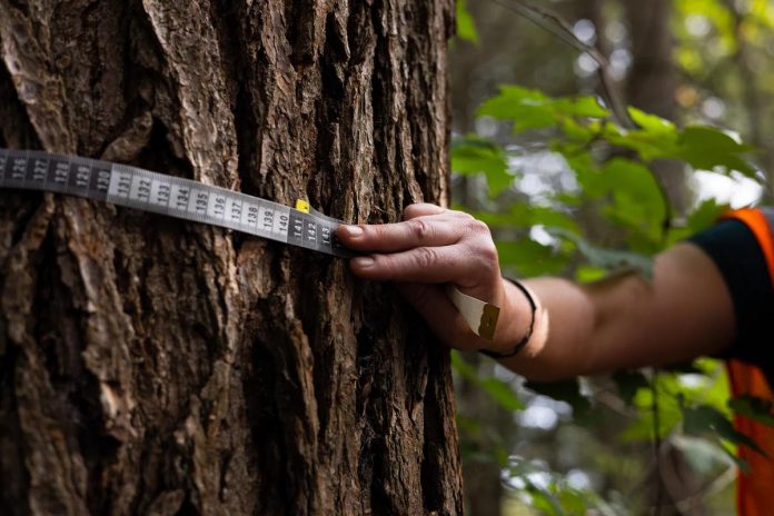 Size can be an indicator to identify an old-growth tree, but age is ultimately the determining factor. The most effective way to determine the age of a tree is by taking a coring sample using a tool called an increment borer and count its rings. Eastern hemlocks, which can live up to 600 years, are often overlooked as old-growth trees because they grow slowly and their trunks may not be that large. (Photo courtesy of Mitch Bowmile)