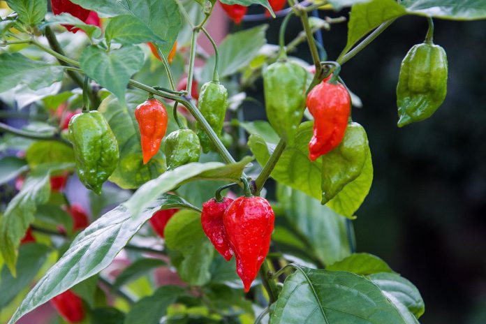 The ghost pepper, also known as bhut jolokia, is rated at more than one million Scoville Heat Units (SHUs). The pepper's intense heat makes it a fixture in competitive chili-pepper eating. (Photo: Chella Palaniappan)