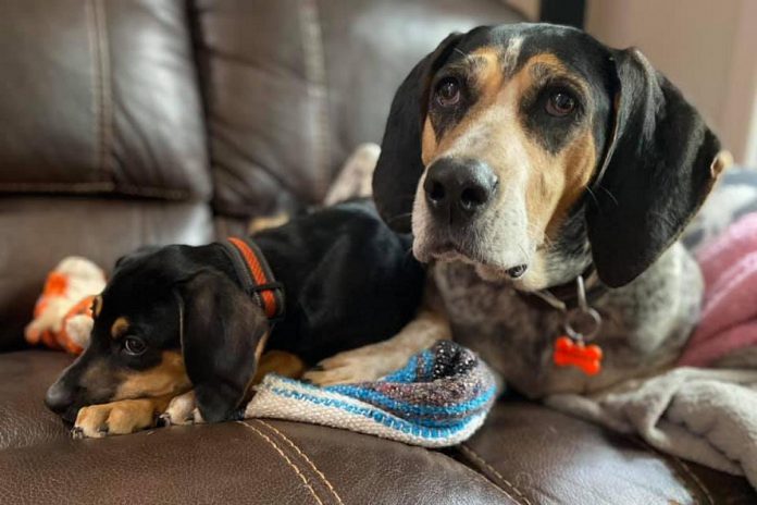 Lacey Finch's two dogs, three-month-old Nova and her mother Hunter, were shot to death on October 21, 2021 after wandering off Finch's property on Trappers Trail in Dysart et al Township around 16 kilometres east of Haliburton, (Photo: Lacey Finch / Facebook)