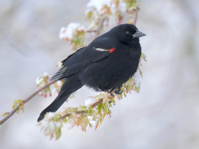 By counting bird species like the red-winged blackbird that you see in your backyard over the winter, you are providing researchers with the data they need to see how winter bird populations may be changing. Understanding long-term trends is an important step towards conserving bird populations. (Photo: Kerrie Wilcox)