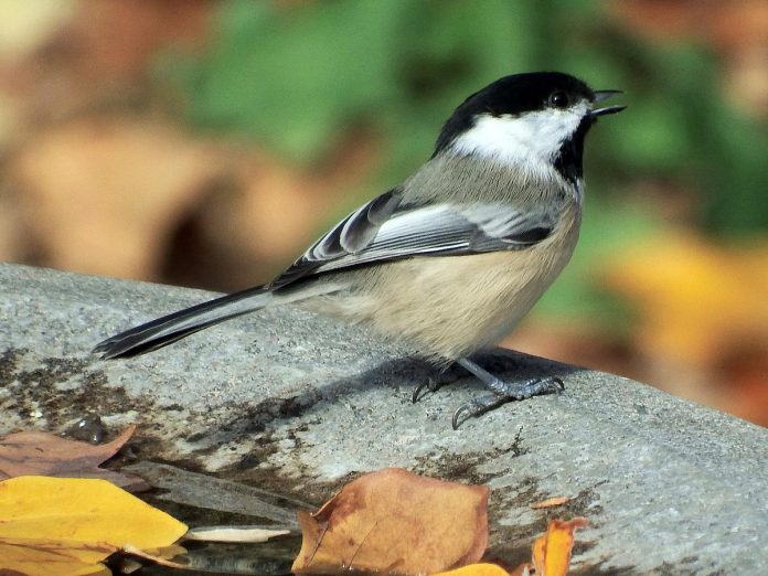 You can submit counts and other information about bird species like the black-capped chickadee that you see in your backyard over the winter at the Project FeederWatch website or by using the  Project FeederWatch mobile app, available for Apple and Android devices. (Photo: Michael Hayes)