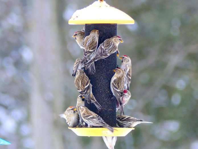 Common redpolls at a winter birdfeeder. You don't have to own a birdfeeder to participate in Project FeederWatch, a joint project of Birds Canada and the Cornell Lab of Ornithology. Just count your backyard birds periodically between November and April and submit your counts to Project FeederWatch on the website or through the mobile app. (Photo: Stéphane Giguère)