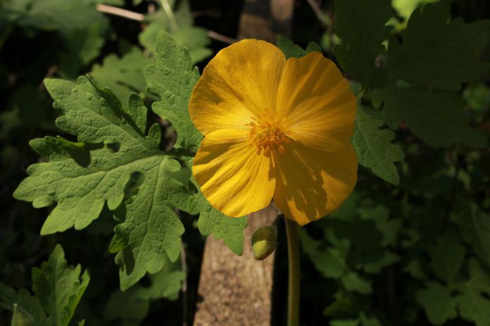 A cultivated wood poppy at GreenUP Ecology Park in Peterborough. Wood poppies bloom in May and early June with bright-yellow four-petalled flowers. In the wild, this species is protected provincially and listed as endangered under Canada's Species at Risk Act. (Photo: Leif Einarson)