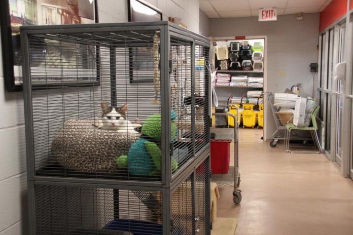 Mel and Cal are a bonded pair of brothers who came to the Peterborough Humane Society incredibly fearful and wary of humans. The society's animal care team worked hard to socialize the kittens who are now ready for their forever homes. The new Peterborough Animal Care Centre currently under construction at Technology Drive will include a large glass-enclosed cat socialization Space where cats can stretch out, explore, play, relax, and interact with members of the public. (Photo: Jeannine Taylor / kawarthaNOW)