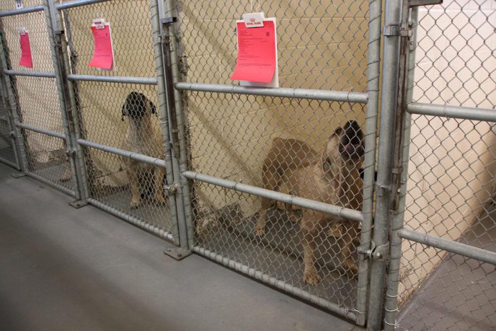 Dogs waiting for adoption at the Peterborough Humane Society's existing Lansdowne Street location. Most of the new 24,000-square-foot Peterborough Animal Care Centre currently under construction at Technology Drive will be dedicated to the animals. The centre will include off-leash areas for dogs to play and burn off energy, as well as private off-leash areas for dogs in careand a public off-leash dog park for the community to enjoy. (Photo: Jeannine Taylor / kawarthaNOW)