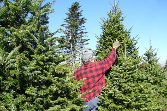 A tree farmer prunes Balsam Fir trees, one of the most popular Christmas trees in Canada. (Photo: Blake Wile)