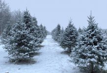 Dawson Tree Farm, located at 243 Zion Line in Millbrook, is one of five tree farms in the greater Kawarthas region where you can harvest your own tree in 2021. There are also three tree farms in Clarington just outside of the Kawarthas region. (Photo: Dawson Tree Farm / Facebook)