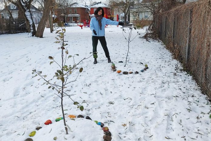 In 2021, Peterborough GreenUP and Nourish convened the Community Fruit Group, offering a place where residents can learn about fruit tree care and explore ways to plant and maintain fruit in public places like parks and community gardens. Pictured is Katimavik volunteer Élisabeth Drouin arranging decorative rocks around apple trees planted at the Stewart Street Community Garden. Rocks were hand painted by community members during GreenUP NeighbourHOOD pop-ups that took place over the fall. (Photo courtesy of GreenUP)