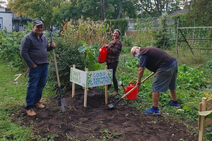 Members of the Community Fruit Group, along with Jill Bishop from Nourish, add grapes, haskaps, and apples to the Stewart St. Community Garden. (Photo courtesy of GreenUP)