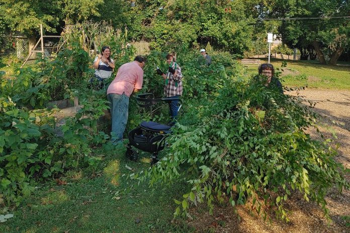 Members of the Community Fruit Group tend to the raspberry patch at the Steward Street Community Garden. (Photo courtesy of GreenUP)