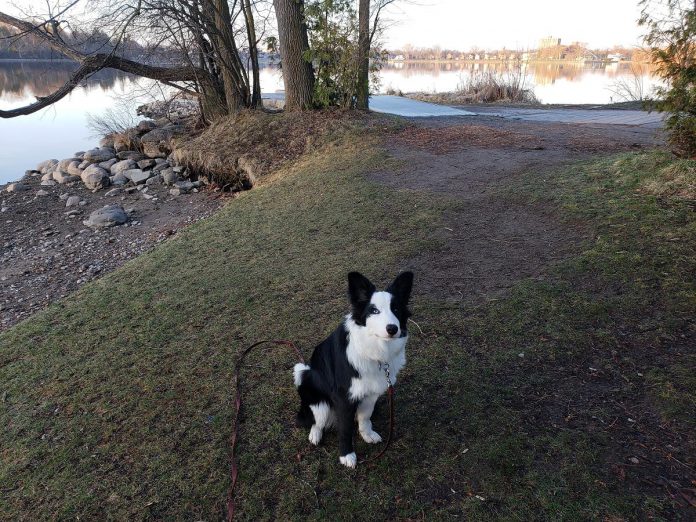 Cait the border collie enjoying a spring morning with kawarthaNOW publisher Jeannine Taylor at Rogers Cove on Little Lake. "On this morning we encountered a great blue heron and a returning loon."  (Photo: Jeannine Taylor)