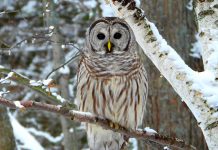 For Our Grandchildren board member Scott McKinlay photographed this barred owl through his living room window. McKinlay's "green wish" for 2022 is that we continue to find, preserve, and nurture opportunities to reconnect with our natural roots. (Photo: Scott McKinlay)