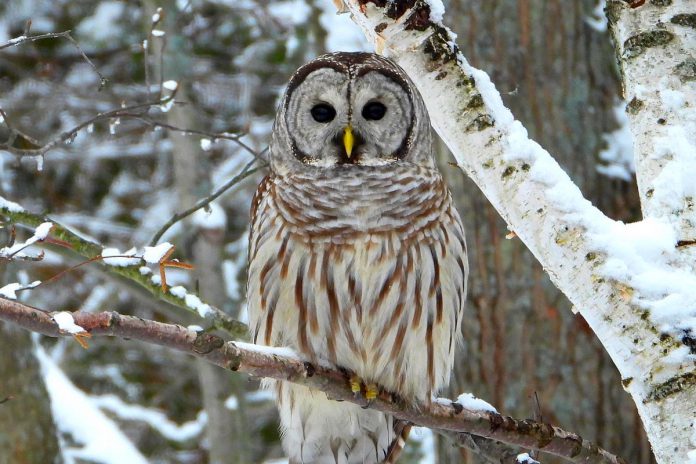 For Our Grandchildren board member Scott McKinlay photographed this barred owl through his living room window. McKinlay's "green wish" for 2022 is that we continue to find, preserve, and nurture opportunities to reconnect with our natural roots. (Photo: Scott McKinlay)