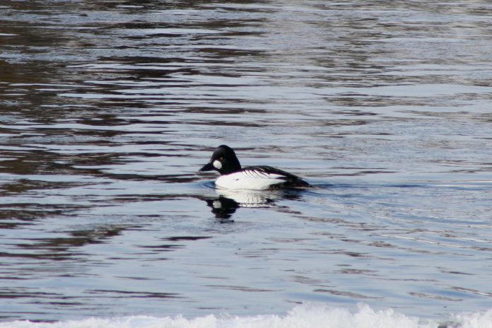 A common goldeneye swimming in open water during the winter. Winter bird watching can bring much joy and is a great way to connect with nearby nature. The Peterborough Field Naturalists are hosting the 70th annual Christmas Bird Count on December 19, 2021. (Photo: Martin Parker / Peterborough Field Naturalists)