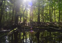 Kawartha Land Trust is a non-government charitable organization committed to protecting land in the Kawarthas. However, not everyone can donate their land or enter into formal conservation easement agreements to protect their land. Through its Partners in Conservation project, Kawartha Land Trust assists private landowners, including in the Fleetwood Creek Watershed in Kawartha Lakes, in improving and protecting the environmental health of their properties. (Photo courtesy of Kawartha Land Trust)