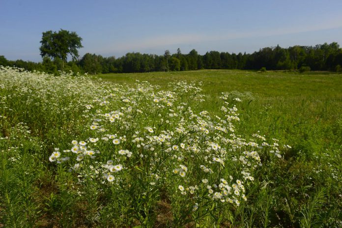 The Fleetwood Creek Watershed is home to rare ecosystems such as tall grass prairies, and landforms such as skers and kames that provide high-quality habitat for many at-risk species. The hills and streams surrounding Fleetwood Creek are identified as having an outstanding amount of naturally connected land, making for an intact wildlife corridor. (Photo courtesy of Kawartha Land Trust)