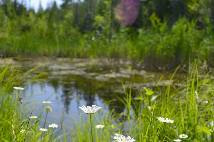 The Fleetwood Creek Watershed contains around 2,300 acres of provincially significant wetland, home to many common and rare species. (Photo courtesy of Kawartha Land Trust)