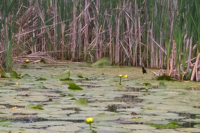Wetlands purify water by filtering out pesticides and harmful contaminants from human development. They also help replenish aquifers, essential to the groundwater that 30 per cent of Canadians rely on for their drinking water.  (Photo courtesy of Kawartha Land Trust)