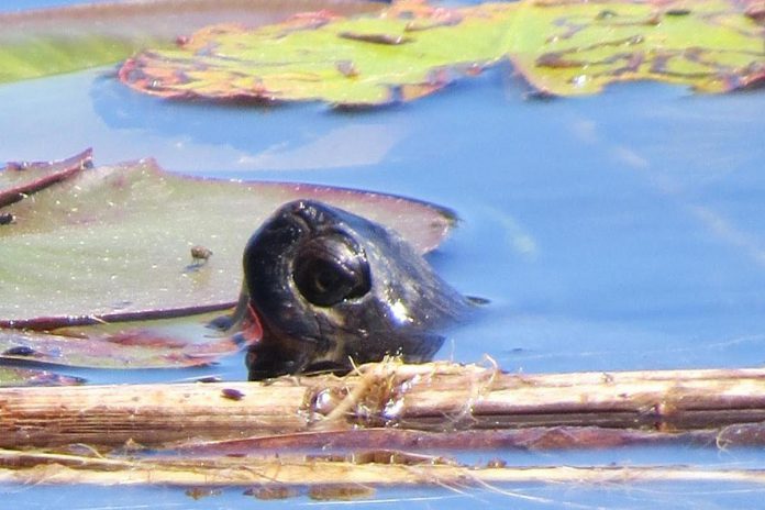 Hundreds of wildlife species rely on wetlands, including birds, turtles, snakes, frogs, and fish.  (Photo courtesy of Kawartha Land Trust)