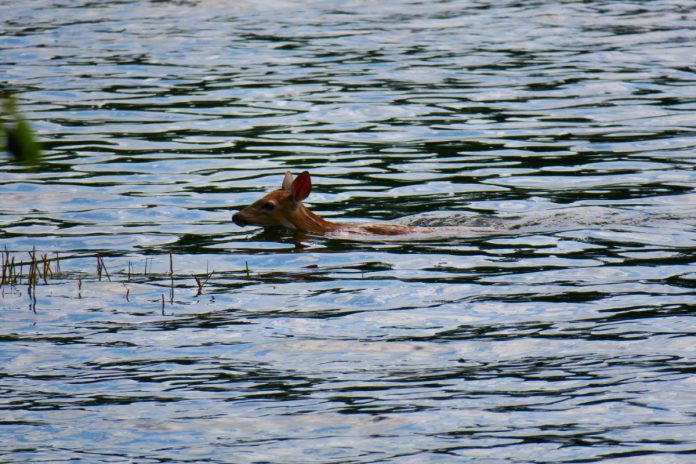 Watersheds and wetlands are part of natural corridors for the movement of wildlife throughout the Kawarthas.  (Photo courtesy of Kawartha Land Trust)