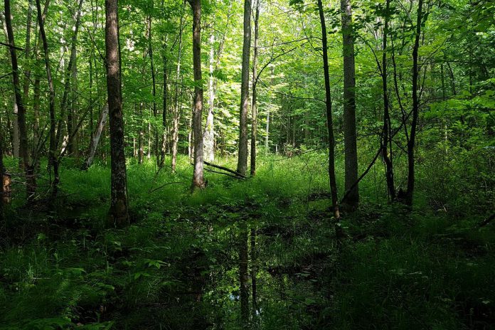 Fell Wetland. (Photo courtesy of Kawartha Land Trust)