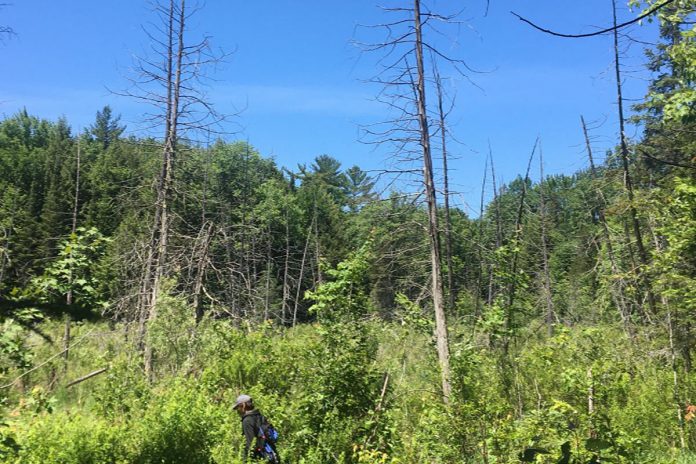 Nogies Creek. (Photo courtesy of Kawartha Land Trust)