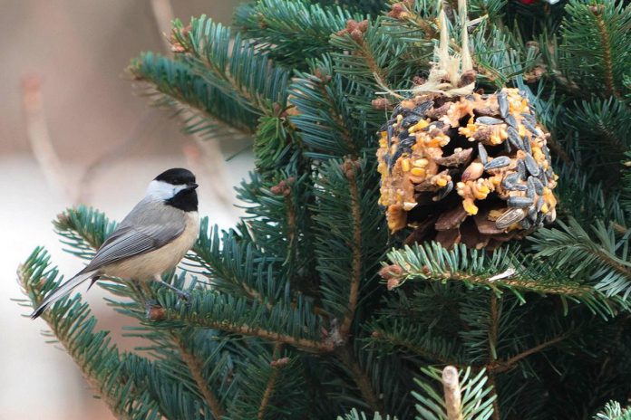 Instead of disposing of your natural Christmas tree, you can prop it up in your backyard or garden to provide winter shelter for birds and even decorate it with treats for the birds such as suet balls stuffed with sunflower seeds. (Photo: Danielle Brigida/USFWS)