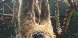 Ferrari, the two-toed sloth at the Riverview Park and Zoo in Peterborough, has passed away at the age of 32. (Photo: Riverview Park and Zoo / Facebook)