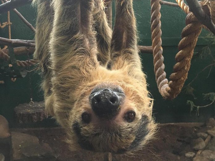 Ferrari, the two-toed sloth at the Riverview Park and Zoo in Peterborough, has passed away at the age of 32. (Photo: Riverview Park and Zoo / Facebook)