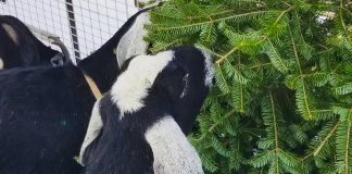 As an alterative to leaving your natural Christmas tree for curbside pickup or taking it to a landfill, you can donate it to a local goat farm. Christmas trees are tasty and nutritious treats for goats, such as these at Flying Pig Farm in Bethany. (Photo: Flying Pig Farm / Facebook)