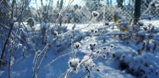 A winter garden is one that has been designed to provide ornamental appeal and ecological benefits during the winter months. Pictured are the seed heads of Bowman's root (Gillenia trifoliata) after a winter snowfall. (Photo: Hayley Goodchild / GreenUP)