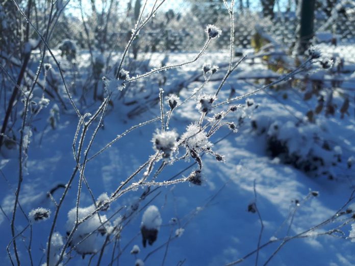 A winter garden is one that has been designed to provide ornamental appeal and ecological benefits during the winter months. Pictured are the seed heads of Bowman's root (Gillenia trifoliata) after a winter snowfall. (Photo: Hayley Goodchild / GreenUP)