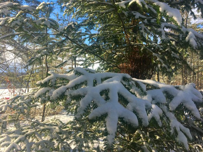 An evergreen tree with a fresh coating of snow. Planting evergreen trees on the north side of your house can help reduce heat loss in winter, while also providing a touch of green throughout the winter as well as shelter for birds and another wildlife. (Photo: Leif Einarson / GreenUP) 