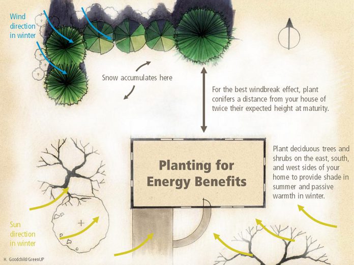 A diagram showing the ideal placement of conifer and deciduous trees for reaping the benefits of passive warmth during the winter months, which can help reduce household energy bills. (Illustration: Hayley Goodchild / GreenUP)