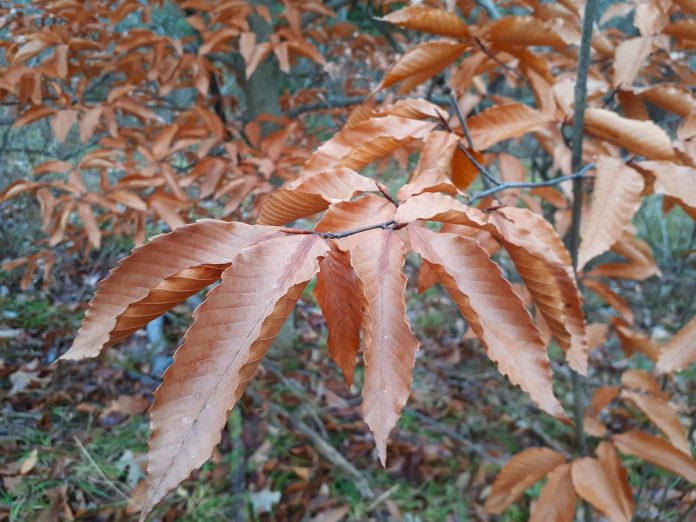 Unlike most other trees, the American beech holds its leaves throughout the winter. As well as providing visual contrast against the snow, the brown leaves rustle in the wind to break the winter silence. (Photo: Hayley Goodchild / GreenUP)