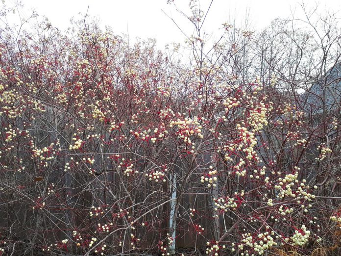 Gray dogwood near Armour Hill in Peterborough.  (Photo: Hayley Goodchild / GreenUP)