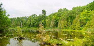 Wetlands play a critical ecological role for plants and wildlife, improve water quality, sequester carbon, and enhance landscape resilience to climate change by helping to control flooding, drought, and erosion. Kawartha Conservation has donated two wetland properties in the Kawarthas, on Nogies Creek and Balsam Lake, to Kawartha Land Trust to ensure they are permanently protected. (Photo courtesy of Kawartha Land Trust)