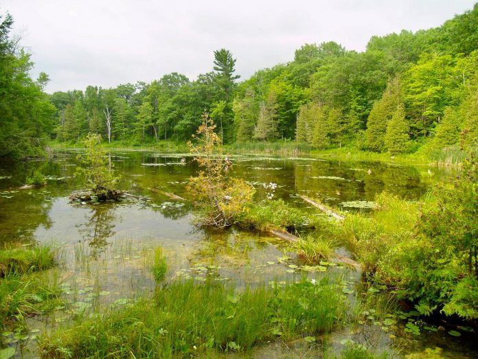 Wetlands play a critical ecological role for plants and wildlife, improve water quality, sequester carbon, and enhance landscape resilience to climate change by helping to control flooding, drought, and erosion. Kawartha Conservation has donated two wetland properties in the Kawarthas, on Nogies Creek and Balsam Lake, to Kawartha Land Trust to ensure they are permanently protected. (Photo courtesy of Kawartha Land Trust)