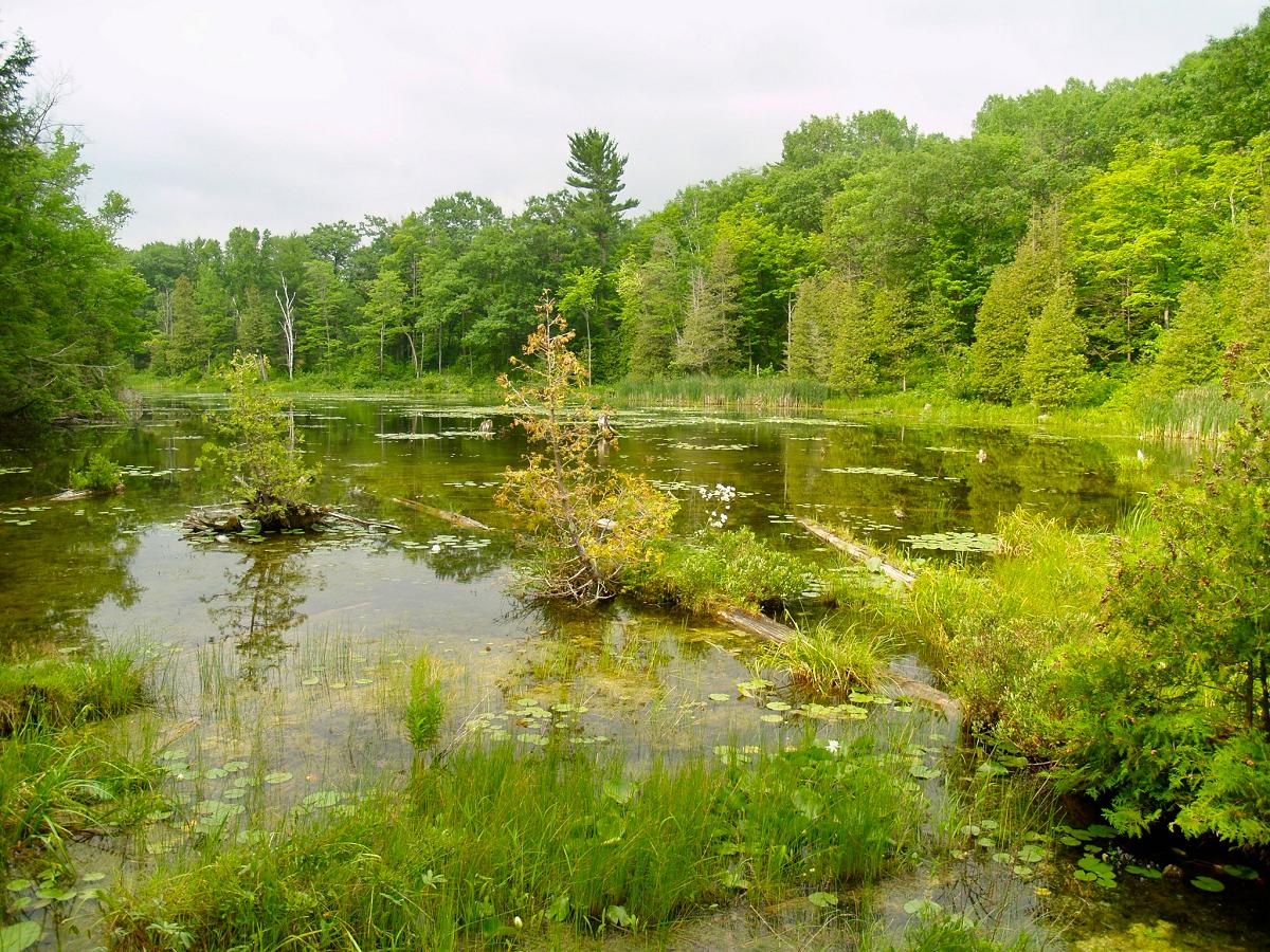 Two more of Ontario's threatened wetlands are under the protection of  Kawartha Land Trust