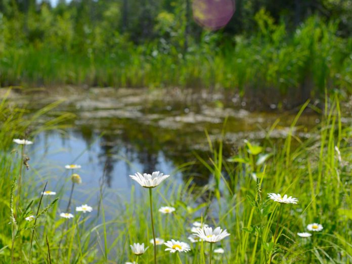Despite their ecological and economic value, less than 30 per cent of the original wetlands in southern Ontario remain, largely because they have been converted for other uses or have been drained for development and agriculture. (Photo courtesy of Kawartha Land Trust)	