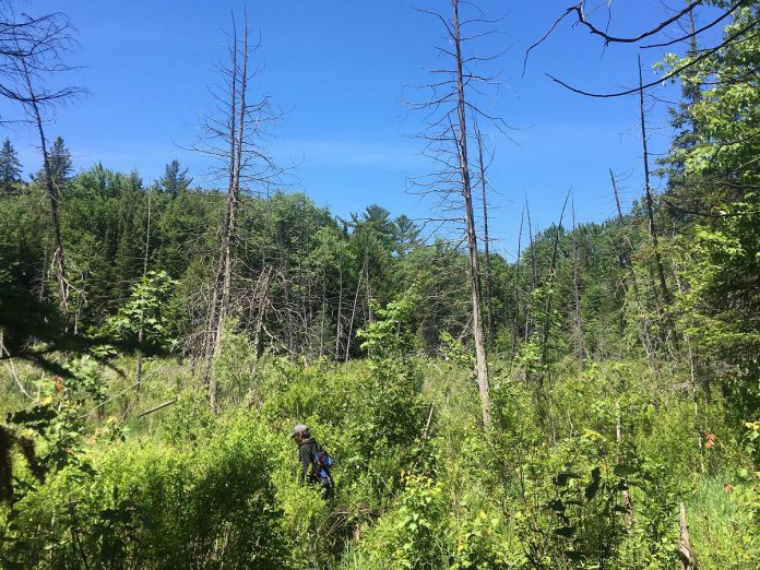 The Nogies Creek property includes significant ecological features and is a potential wildlife corridor between Kawartha Highlands Provincial Park and Queen Elizabeth Wildlands Provincial Park.  (Photo courtesy of Kawartha Land Trust)