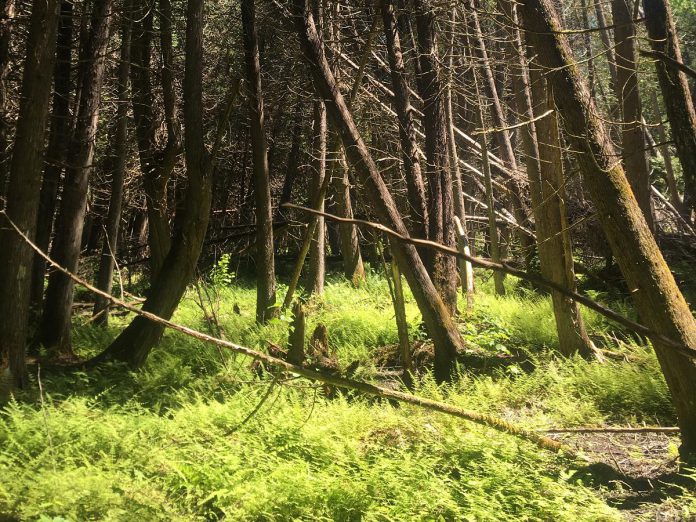 The Nogies Creek property contains several types of ecosystems including mixed dry forest, mixed fresh and moist forests, and wetlands. With its mixed habitat types, both permanent and migratory species use the property, including species at risk and species of interest.  (Photo courtesy of Kawartha Land Trust)	