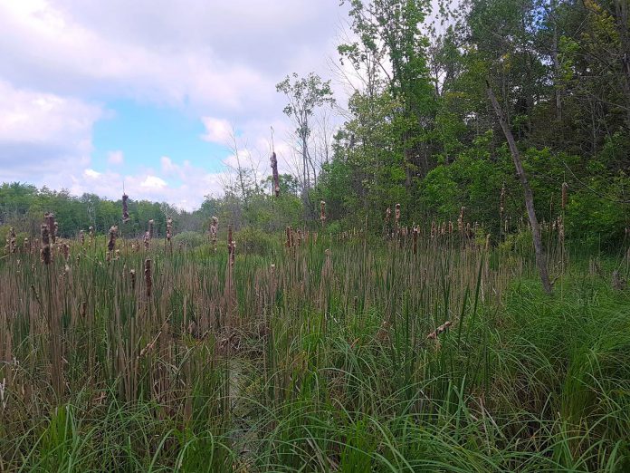 The most distinguishable ecosystem on the Balsam Lake property is a cattail marsh that abuts the lake and slowly transitions into treed swamp ecosystems that are found on the rest of the property.  (Photo courtesy of Kawartha Land Trust)