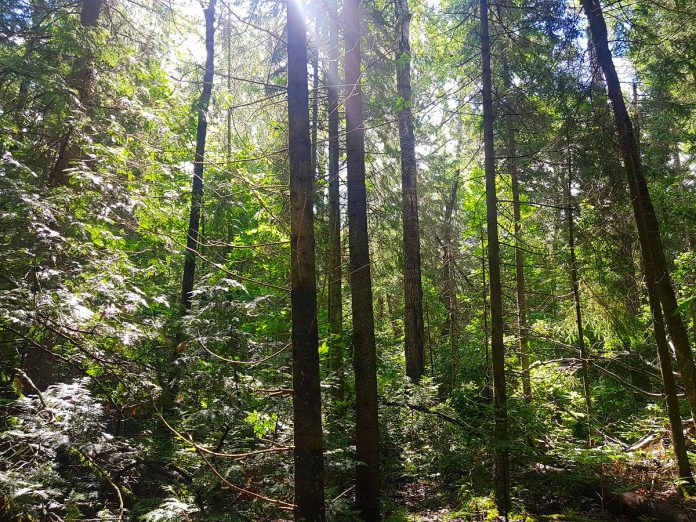 The Balsam Lake property provides excellent habitat for rare and at-risk species and is home to many native species, including the eastern wood peewee, common snapping turtles, and black ash tees. (Photo courtesy of Kawartha Land Trust)	 