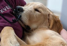 Jasper wakes up from sedation in the arms of a registered veterinary technician at Kawartha Veterinary Emergency Clinic (KVEC) in November 2021. On New Year's Eve, the clinic was at full capacity by mid-afternoon and was forced to close its doors to new patients. After learning of the crisis, veterinarians and staff at Sherbrooke Heights Animal Hospital and Norwood Veterinary Hospital cancelled their New Year's Eve plans to help pets that were unable to be seen at KVEC. (Photo: Kawartha Veterinary Emergency Clinic / Facebook)