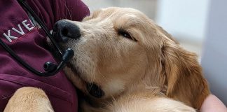 Jasper wakes up from sedation in the arms of a registered veterinary technician at Kawartha Veterinary Emergency Clinic (KVEC) in November 2021. On New Year's Eve, the clinic was at full capacity by mid-afternoon and was forced to close its doors to new patients. After learning of the crisis, veterinarians and staff at Sherbrooke Heights Animal Hospital and Norwood Veterinary Hospital cancelled their New Year's Eve plans to help pets that were unable to be seen at KVEC. (Photo: Kawartha Veterinary Emergency Clinic / Facebook)